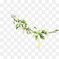 白色唯美小花植物-空若网 白色唯美小花植物-空若网