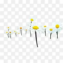 白色可爱小花美景-空若网 白色可爱小花美景-空若网