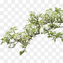 ��ɫ����С����֦װ��-������