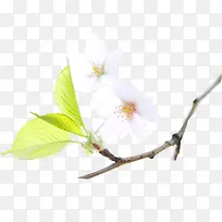 白色小花绿叶装饰-空若网 白色小花绿叶装饰-空若网