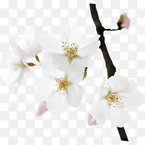 ��ɫС����Ҷ����-������