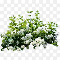 ��ɫС��ֲ��װ��-������