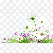 白色野外清新小花-空若网 白色野外清新小花-空若网