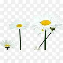 ������ɫС����Ȼ-������