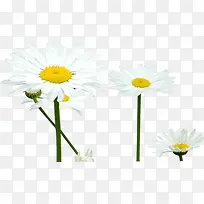 高清白色小花装饰-空若网 高清白色小花装饰-空若网