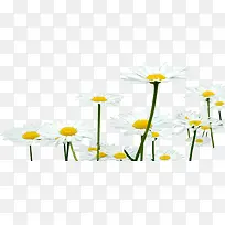 野外白色小花装饰-空若网 野外白色小花装饰-空若网