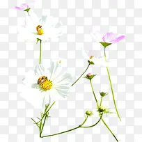 唯美白色小花清新-空若网 唯美白色小花清新-空若网