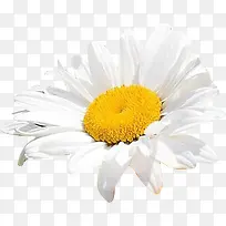 白色高清小花黄蕊-空若网 白色高清小花黄蕊-空若网