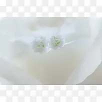 白色简约小花丝带-空若网 白色简约小花丝带-空若网