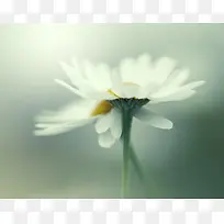 白色小花清新风景-空若网 白色小花清新风景-空若网