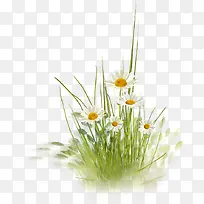 户外白色小花青春-空若网 户外白色小花青春-空若网