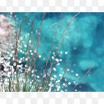 白色点状小花小草-空若网 白色点状小花小草-空若网