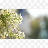 清新唯美白色小花-空若网 清新唯美白色小花-空若网