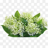 ¸ßÇåÂ̰×ɫС»¨ÂÌÒ¶-¿ÕÈôÍø ¸ßÇåÂ̰×ɫС»¨ÂÌÒ¶-¿ÕÈôÍø