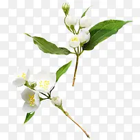 高清白色小花绿叶-空若网 高清白色小花绿叶-空若网