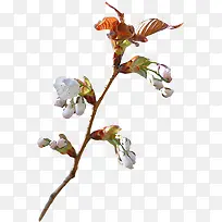 免簪透明白色小花-空若网 免簪透明白色小花-空若网