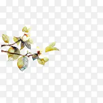 白色小花绿叶花枝-空若网 白色小花绿叶花枝-空若网