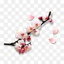 白色小花花瓣-空若网 白色小花花瓣-空若网