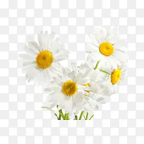 白色黄色小花-空若网 白色黄色小花-空若网