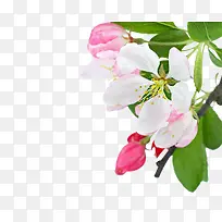 绿叶白色粉色小花-空若网 绿叶白色粉色小花-空若网