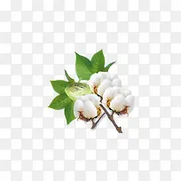 绿叶白色小花-空若网 绿叶白色小花-空若网