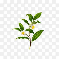 清新绿叶白色小花-空若网 清新绿叶白色小花-空若网