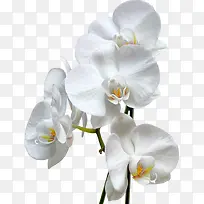 盛开白色小花-空若网 盛开白色小花-空若网