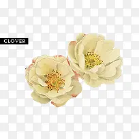 白色盛开小花-空若网 白色盛开小花-空若网