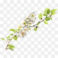 春天白色树枝小花-空若网 春天白色树枝小花-空若网