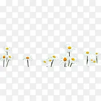 清新白色雏菊小花-空若网 清新白色雏菊小花-空若网