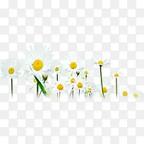 文艺清新白色小花-空若网 文艺清新白色小花-空若网