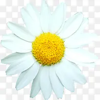 白色清新春季小花-空若网 白色清新春季小花-空若网