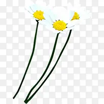 简约清新白色小花-空若网 简约清新白色小花-空若网