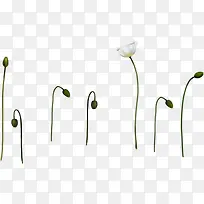 创意白色植物小花-空若网 创意白色植物小花-空若网
