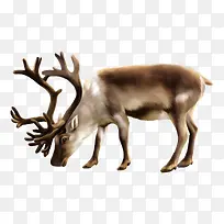 矢量麋鹿-空若网 矢量麋鹿-空若网