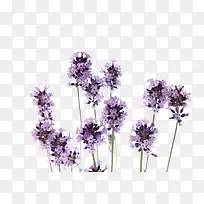 唯美薰衣草-空若网 唯美薰衣草-空若网