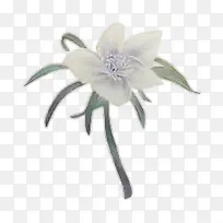 红色花瓣水彩花朵-空若网 红色花瓣水彩花朵-空若网