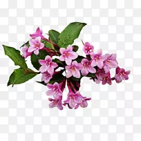 ����ֲ��-С��-������