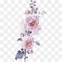 手绘水彩花朵植物-空若网 手绘水彩花朵植物-空若网