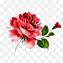 手绘水彩粉色花朵-空若网 手绘水彩粉色花朵-空若网