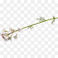 ��֦-������