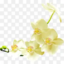 花瓣png素材-空若网 花瓣png素材-空若网