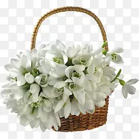 白色花绿色花篮-空若网 白色花绿色花篮-空若网