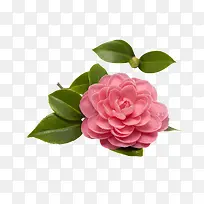 高清摄影创意红色的月季花-空若网 高清摄影创意红色的月季花-空若网