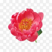 ��ɫ���¼���������Ӱ-������