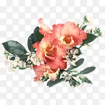 手绘月季花-空若网 手绘月季花-空若网