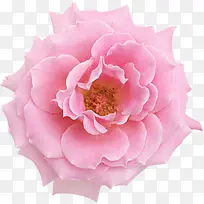 月季-空若网 月季-空若网