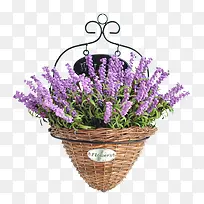 薰衣草花篮-空若网 薰衣草花篮-空若网