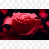 ���ĺ�ɫ����õ��-������