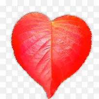 红色爱心树叶纹理-空若网 红色爱心树叶纹理-空若网